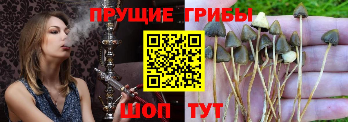 Псилоцибиновые грибы MAGIC MUSHROOMS Санкт-Петербург